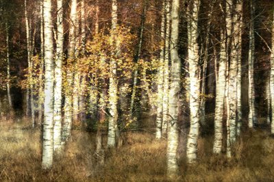 Goldener Birkenhain von Christina Sillen