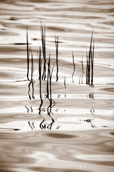 Minimalistische Wasserschilfrohre von Christina Sillen