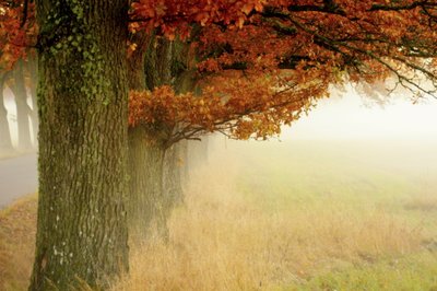 Neblige Herbstbäume von Christina Sillen