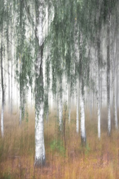 Nebliger Birkenwald von Christina Sillen
