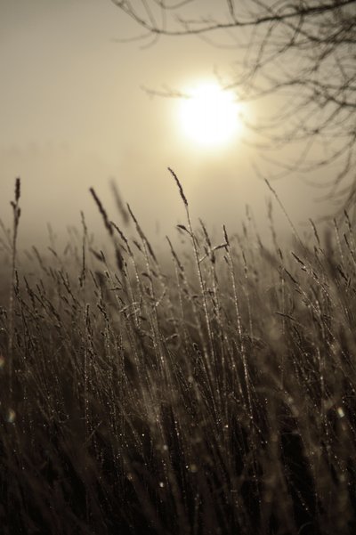Nebliger Morgensonne von Christina Sillen