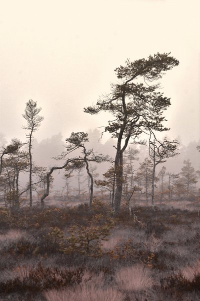 Neblige Kiefernlandschaft von Christina Sillen