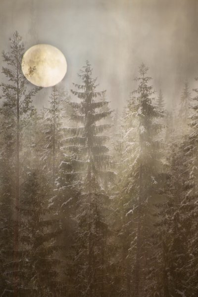 Mondbeschienener Winterwald von Christina Sillen