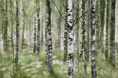 Friedlicher Birkenwald von Christina Sillen