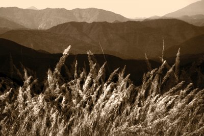 Sepia-Berggras von Christina Sillen