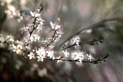Schlehenblüte von Christina Sillen