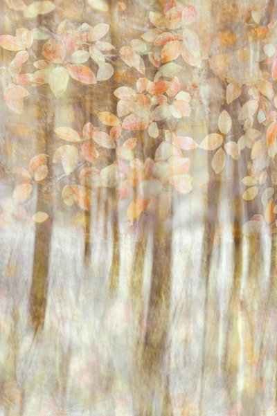 Sanftes Herbstlicht von Christina Sillen