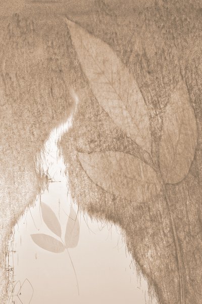 Weiches botanisches Leuchten von Christina Sillen