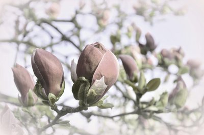 Weiche Magnolienknospen von Christina Sillen