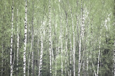Frühlingszeit Birkenwald von Christina Sillen