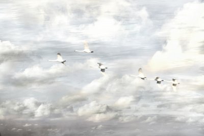 Schwäne im Flug von Christina Sillen
