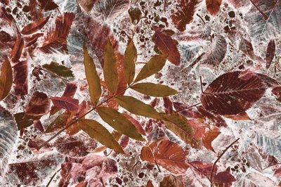 Lebendiges Herbstlaub von Christina Sillen