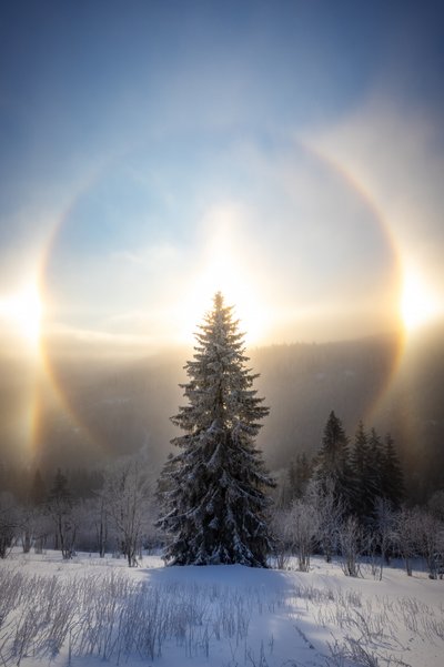 Verschneiter Baum mit Sonnenhalo von Christoph Schaarschmidt