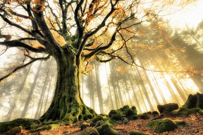 Nebliger Wald mit Sonnenstrahlen von Christophe Kiciak