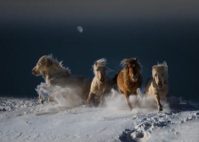 Galoppierende Schneepferde von Chuanxu Ren