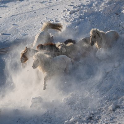 Wilde Pferde im Schnee von Chuanxu Ren