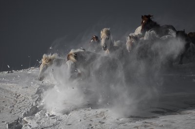 Wilde Pferde im Schnee von Chuanxu Ren