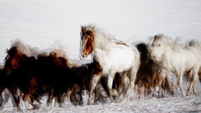 Wilde Pferde in Winterbewegung von Chuanxu Ren