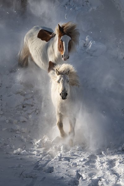 Wilde Winterpferde von Chuanxu Ren