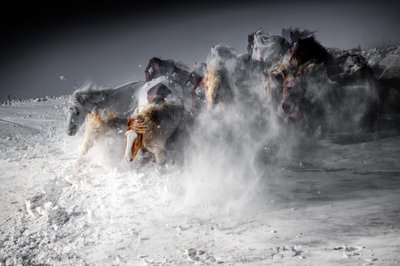 Winterpferde-Stampede von Chuanxu Ren