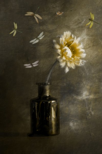  von Cicek Kiral
