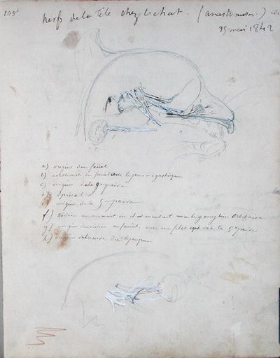 Nervensystem im Kopf einer Katze, Mai 1842 von Claude Bernard