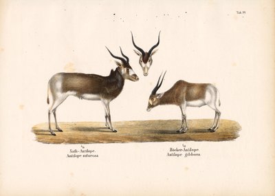 Addax- und Buntbockantilopen von Conrad Kull
