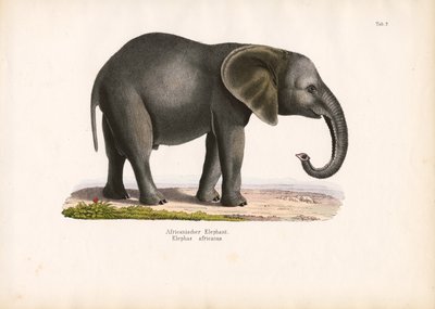 Afrikanischer Elefant von Conrad Kull