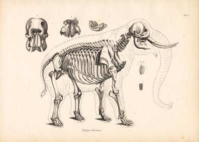 Skelettanatomie des Afrikanischen Elefanten von Conrad Kull