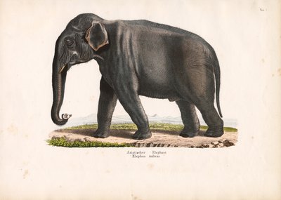Asiatischer Elefant von Conrad Kull