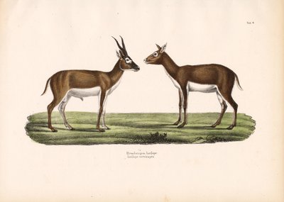 Indische Antilopen von Conrad Kull