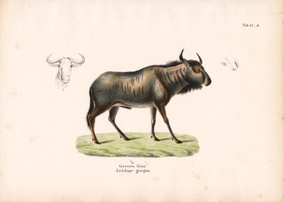 Blaues Gnu mit Kopfdetails von Conrad Kull