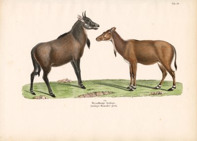 Bontebok oder Blesbok von Conrad Kull