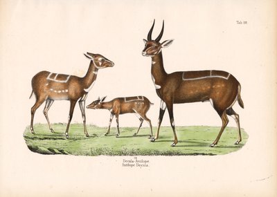 Buschbock mit Jungtier von Conrad Kull