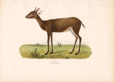 Gewöhnlicher Duiker in der Savanne von Conrad Kull
