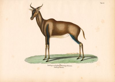 Halbmondhorn-Antilope oder Topi von Conrad Kull
