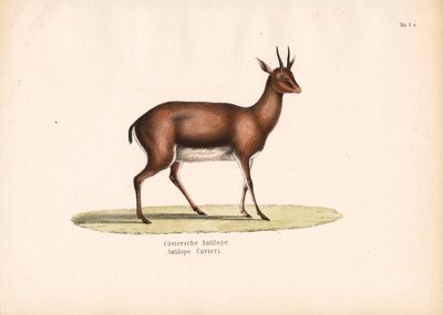 Cuvier-Gazelle im Profil von Conrad Kull