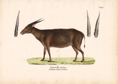 Flachhornantilope von Conrad Kull