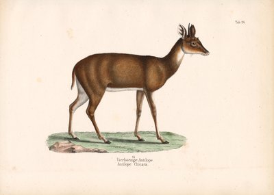 Vierhornantilope von Conrad Kull