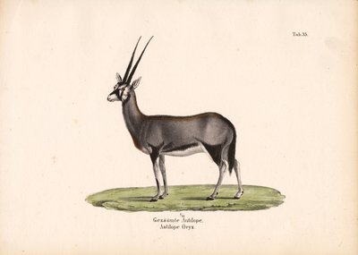 Gemsbock oder Südafrikanischer Oryx von Conrad Kull
