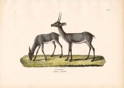 Grauer Riedbock von Conrad Kull
