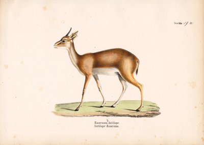 Hazenna-Antilope im Profil von Conrad Kull