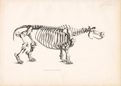 Flusspferd-Skelettanatomie von Conrad Kull
