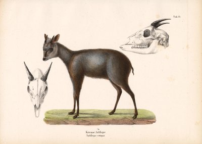 Impala mit Schädelrepräsentationen von Conrad Kull