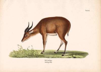 Kob-Antilope von Conrad Kull