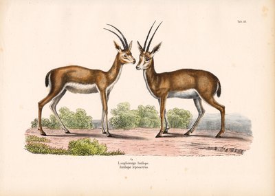 Langhornantilope in Savannenlandschaft von Conrad Kull
