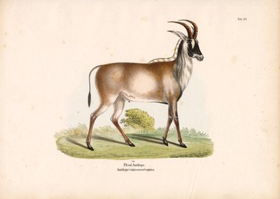 Rappenantilope von Conrad Kull