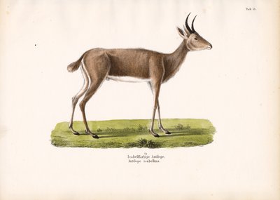 Steinböckchen von Conrad Kull