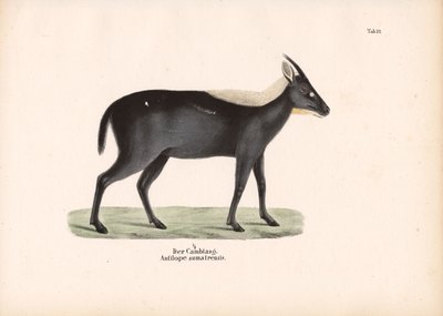 Sumatra-Serau von Conrad Kull