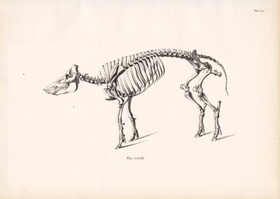Wildschweinskelett von Conrad Kull